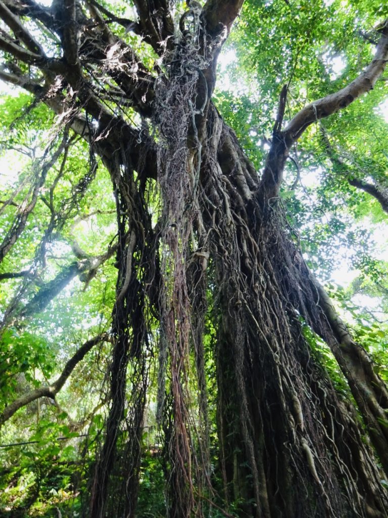 ガンガラーの谷