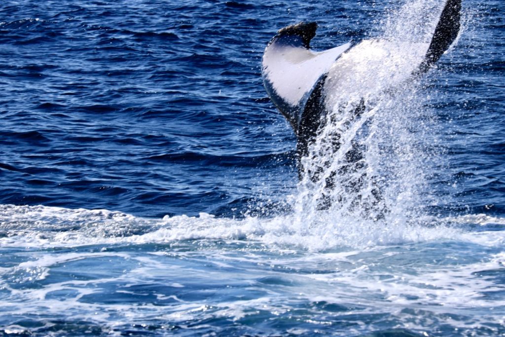 ホエールウォッチング