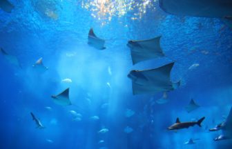 美ら海水族館