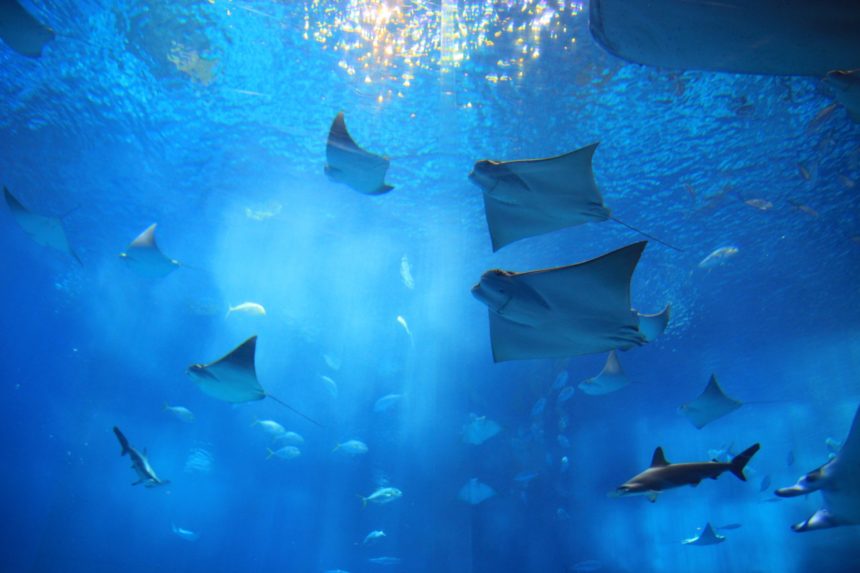 美ら海水族館